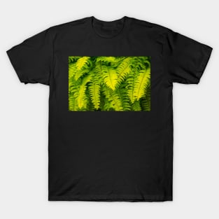 Lush ferns. T-Shirt